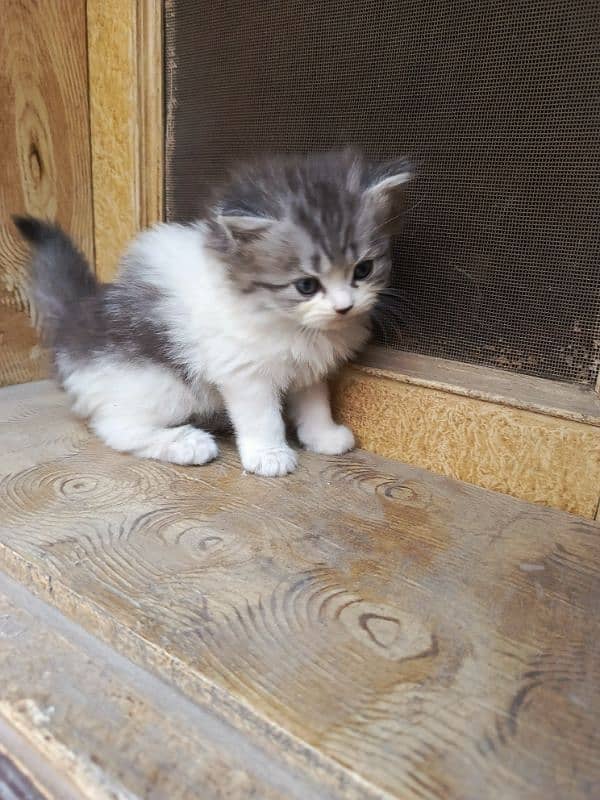 Persian cat triple code male and female 13