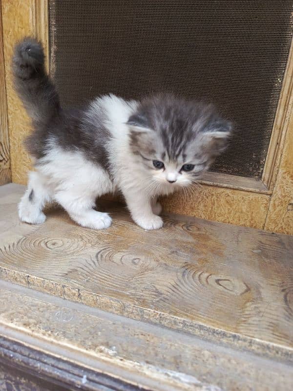 Persian cat triple code male and female 14