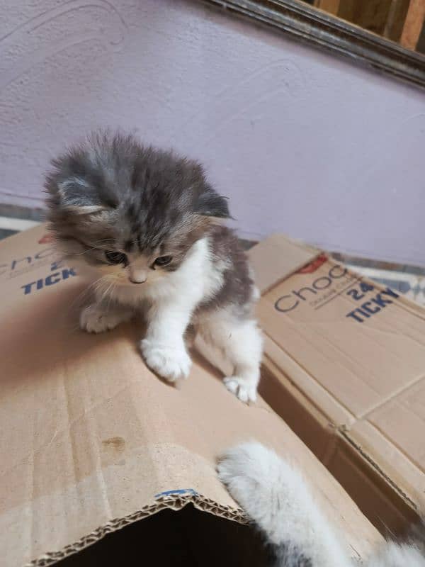 Persian cat triple code male and female 15