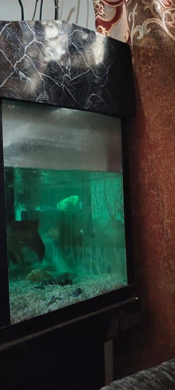 aquarium for sale big size 1