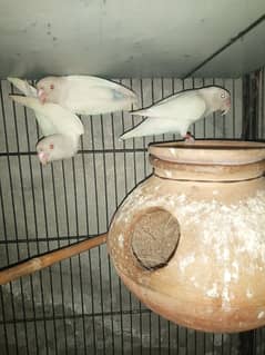 albino red eyes male for sell