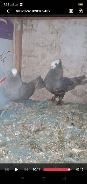 sentiment breeder pair for sale Rawalpindi 2