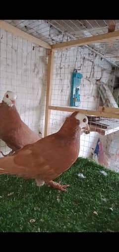 red jogi breeder pair for sale Rawalpindi