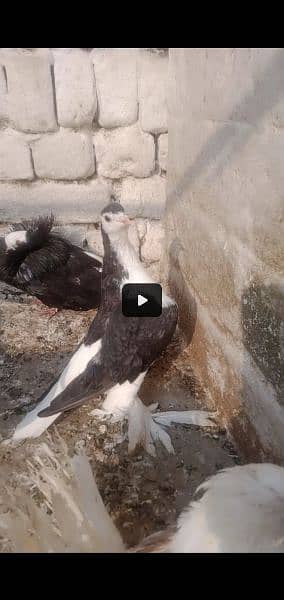 sentiment breeder pair for sale Rawalpindi 4