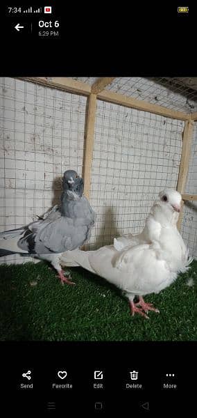 sentiment breeder pair for sale Rawalpindi 5