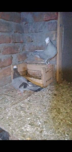 sentiment breeder pair for sale Rawalpindi 6