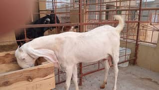 Goats set up for Sale. Male 01 and 05 Female