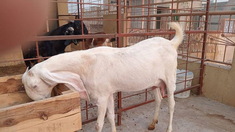 Goats set up for Sale. Male 01 and 05 Female 0