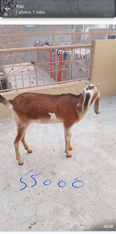 Goats set up for Sale. Male 01 and 05 Female 1