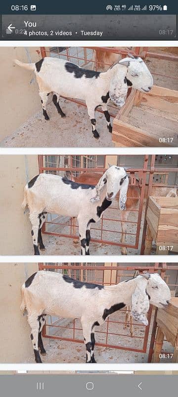 Goats set up for Sale. Male 01 and 05 Female 3