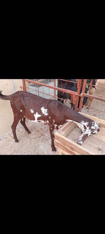 Goats set up for Sale. Male 01 and 05 Female 4