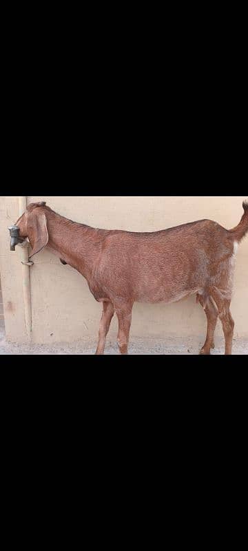 Goats set up for Sale. Male 01 and 05 Female 5