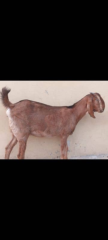 Goats set up for Sale. Male 01 and 05 Female 6