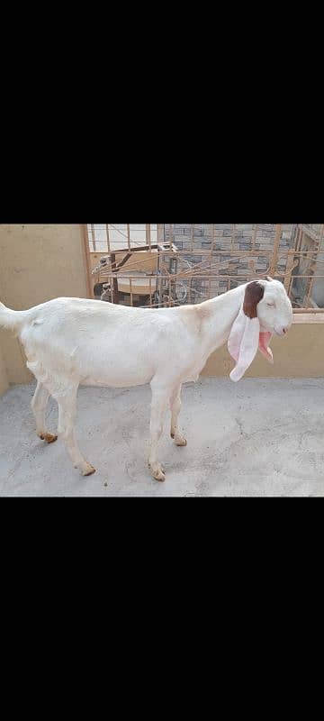 Goats set up for Sale. Male 01 and 05 Female 8