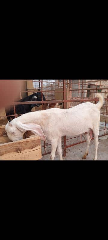 Goats set up for Sale. Male 01 and 05 Female 9