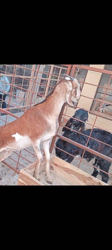 Goats set up for Sale. Male 01 and 05 Female 10