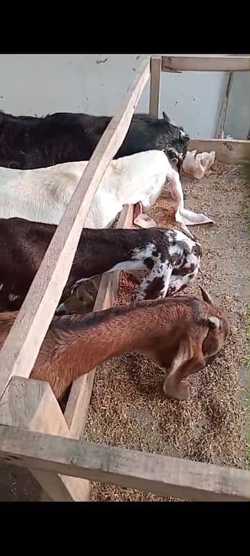 Goats set up for Sale. Male 01 and 05 Female 11