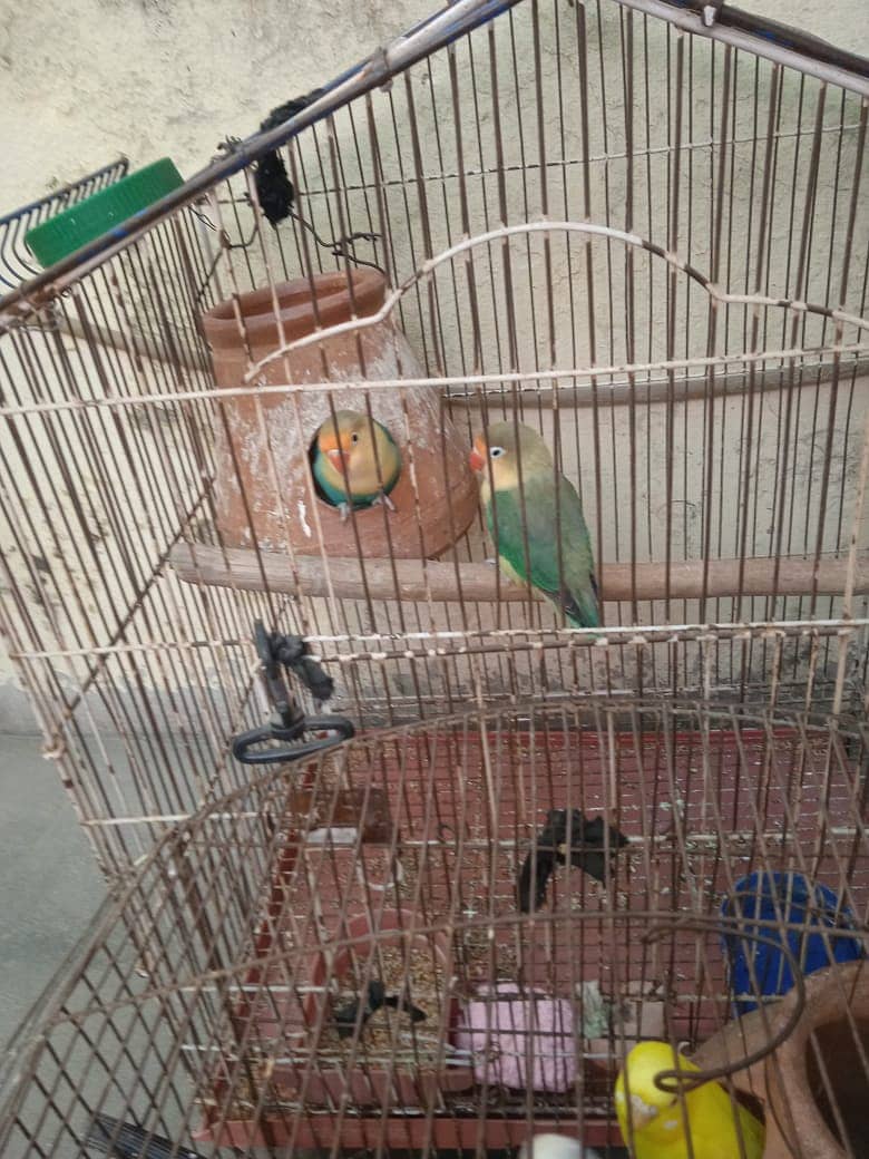 Parblue split ino breeder pair jamboo size 2 dfa breeding ki ha. auste 3