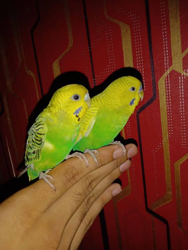 hand tame parrot 1