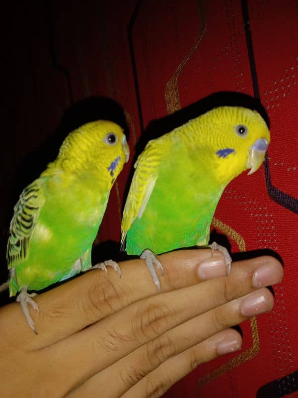 hand tame parrot 3