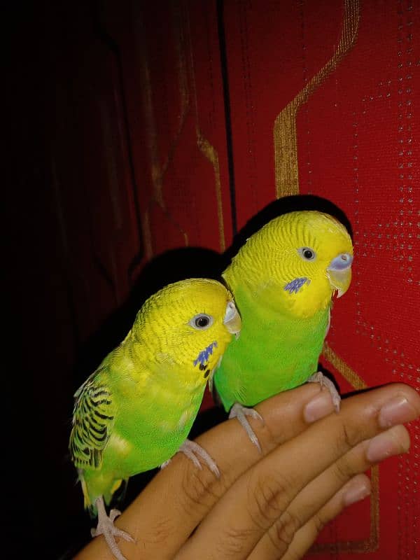 hand tame parrot 4