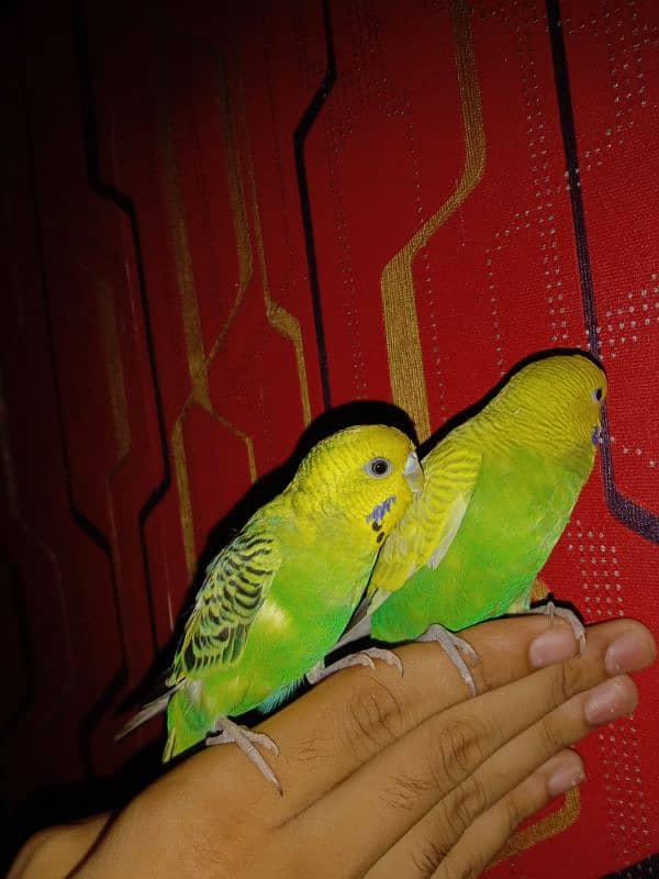 hand tame parrot 5