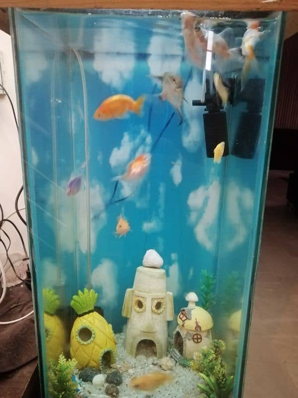 Aquarium for sale with fishes 0