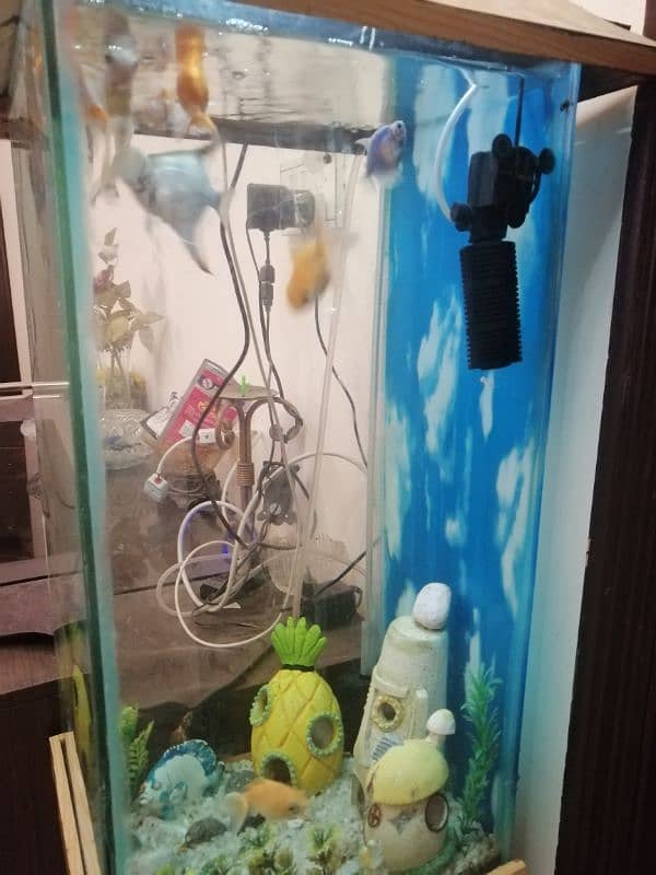 Aquarium for sale with fishes 1