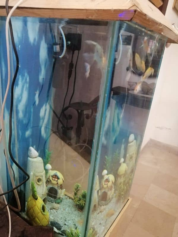 Aquarium for sale with fishes 3