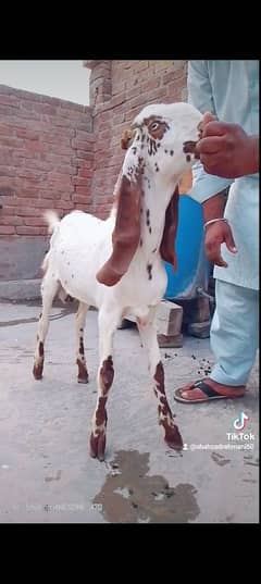 mashallah achi quality may Bakra qurbani Kay leye best hay kheera hay