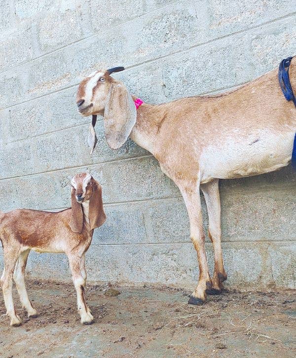 Nagri crass Bakri with 1 Female kid 0