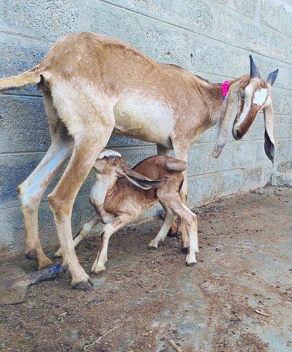 Nagri crass Bakri with 1 Female kid 2