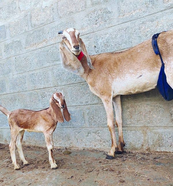 Nagri crass Bakri with 1 Female kid 3