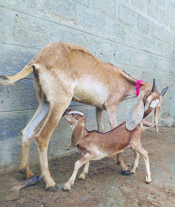 Nagri crass Bakri with 1 Female kid 6