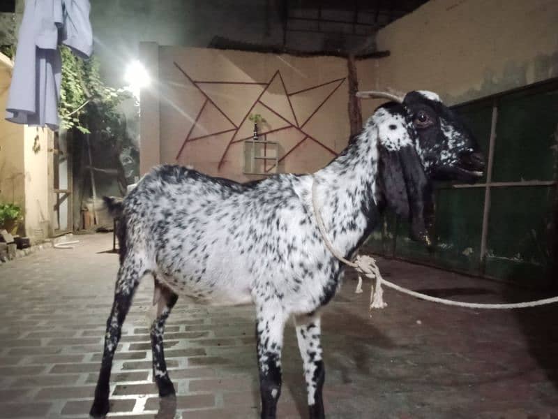 Makki Cheeni Bakri For Sale 0