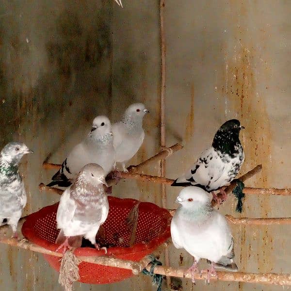 Pigeons 1