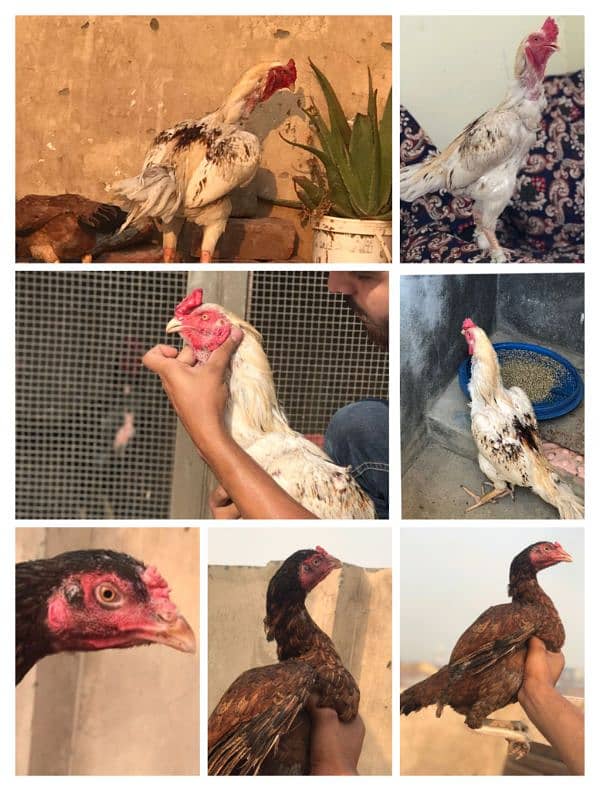 aseel pair for sale high quality murgi anda da rhai h 0