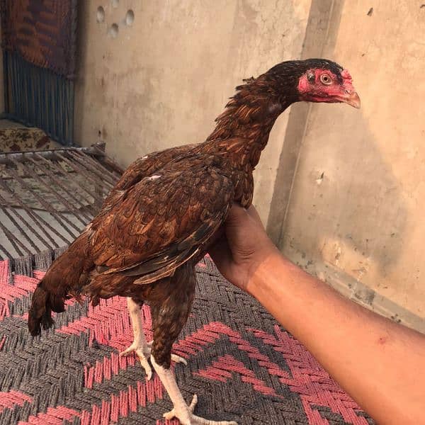 aseel pair for sale high quality murgi anda da rhai h 3