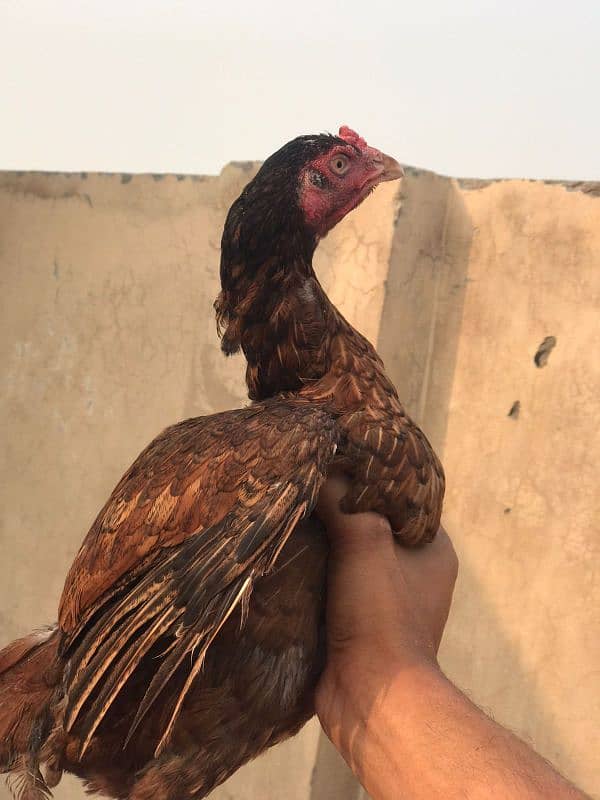 aseel pair for sale high quality murgi anda da rhai h 4