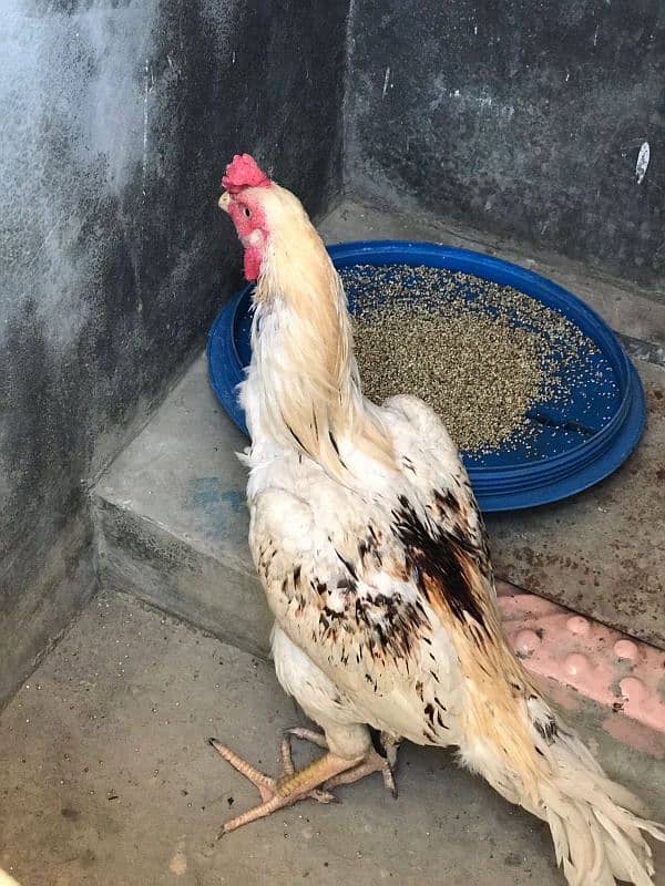 aseel pair for sale high quality murgi anda da rhai h 7