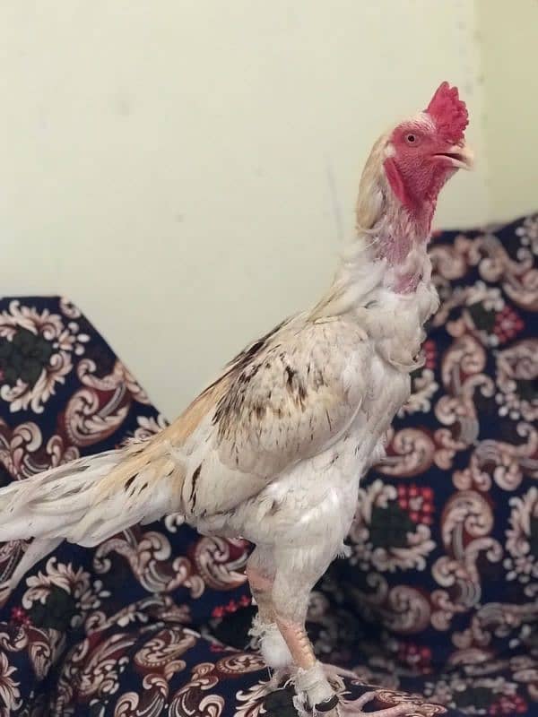 aseel pair for sale high quality murgi anda da rhai h 8