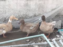 ducks far sqle