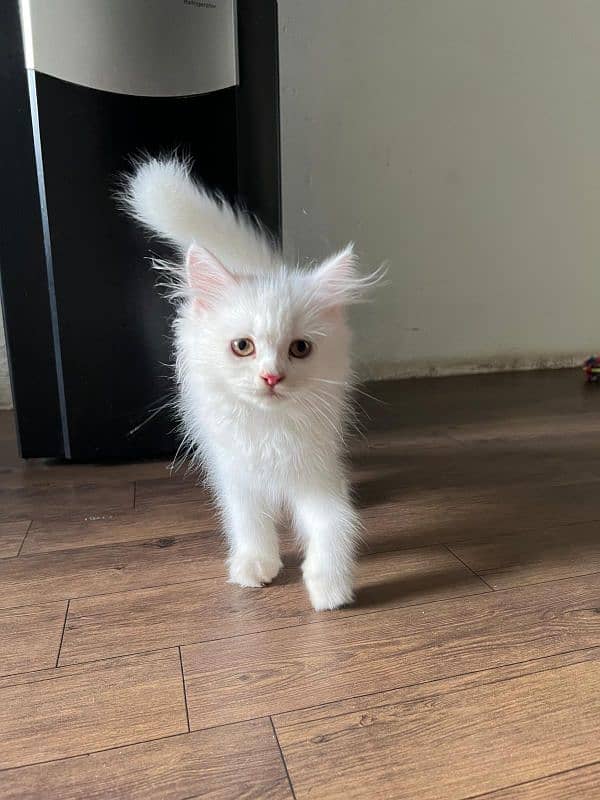 pure white Persian 1