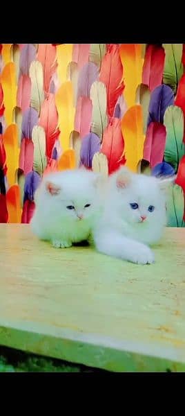 Persian cat for sale male or female my WhatsApp 0325=24=52=724 2