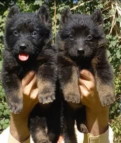 German Shepherd Long Coat Puppies | German Shepherd Pair For Sale