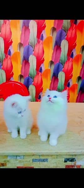 Persian cat for sale male or female my WhatsApp 0325=24=52=724 0