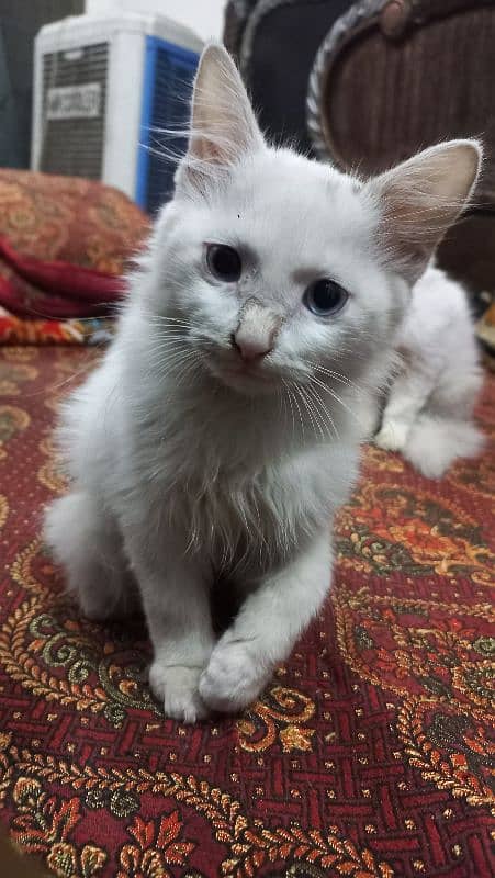 Persian Cats For Sale 0