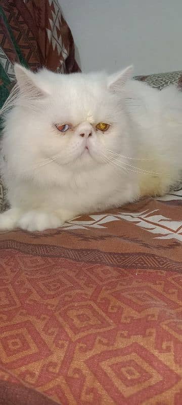 Cat Peki Odd Eye Stud Male! Pike Stud Male Persian! Stud Service 0