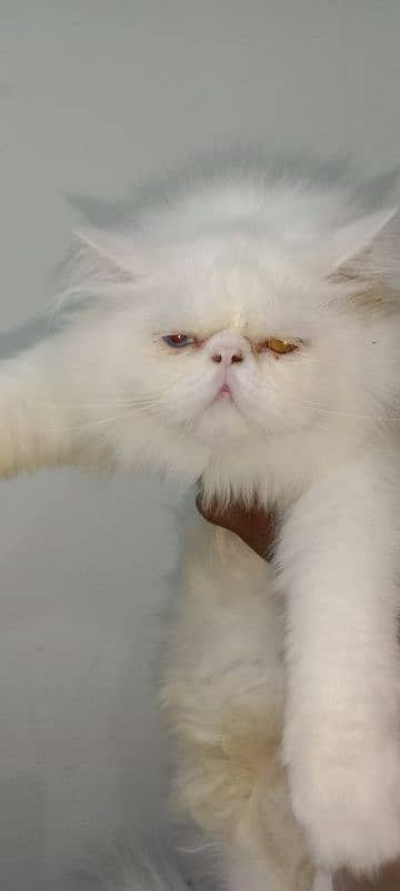 Cat Peki Odd Eye Stud Male! Pike Stud Male Persian! Stud Service 1