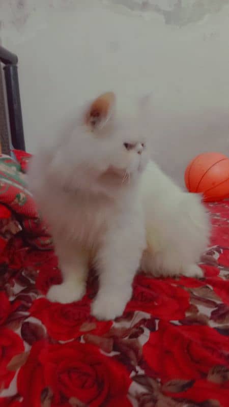 Cat Peki Odd Eye Stud Male! Pike Stud Male Persian! Stud Service 2